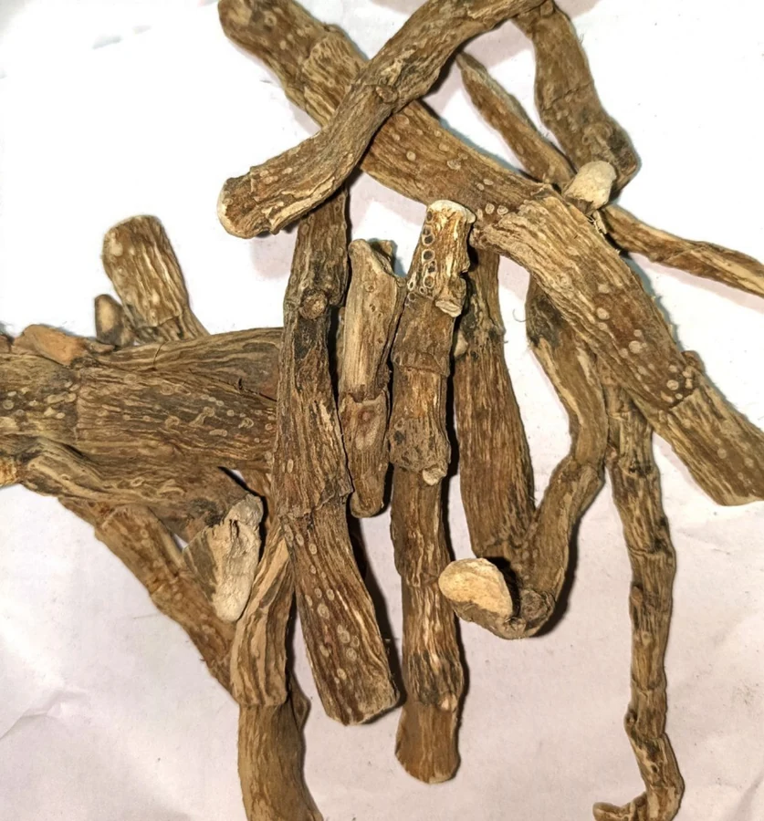 Vacha Rhizome (Acorus calamus) used in Memory Q
